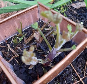 Delphinium recovering from slug damage after protection by Slug Fence